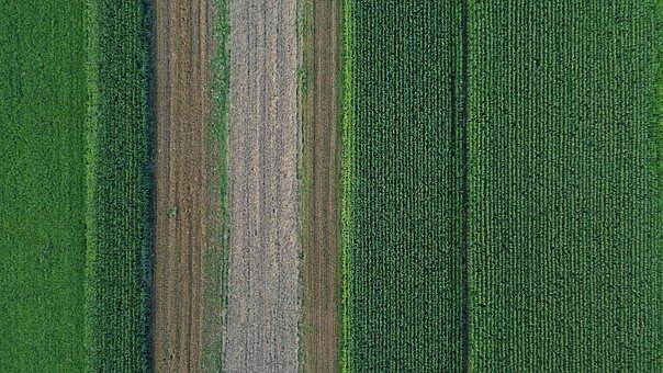 Free Field Meadow photo and picture