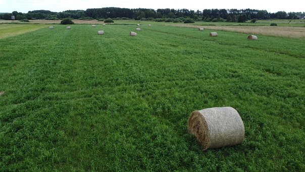 Free Ballots Field photo and picture