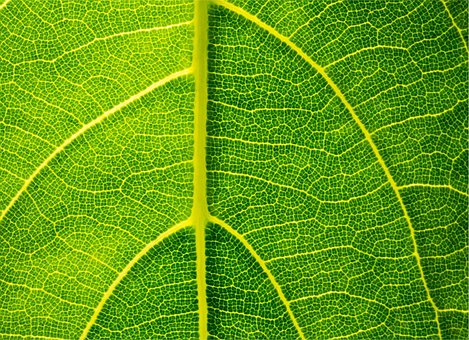 Hoja, Verde, Células, Aumento