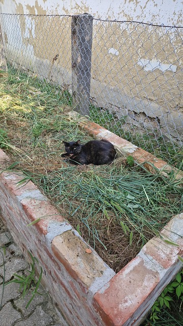 Katt, Hevet Seng, Ungarn, Budapest