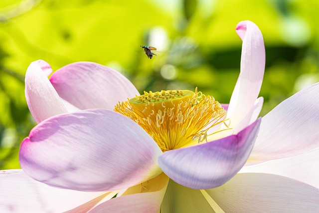 Free Flower Lotus photo and picture