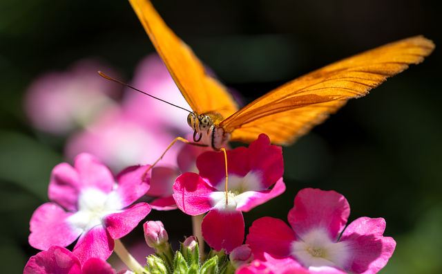 Free butterfly insect wings illustration