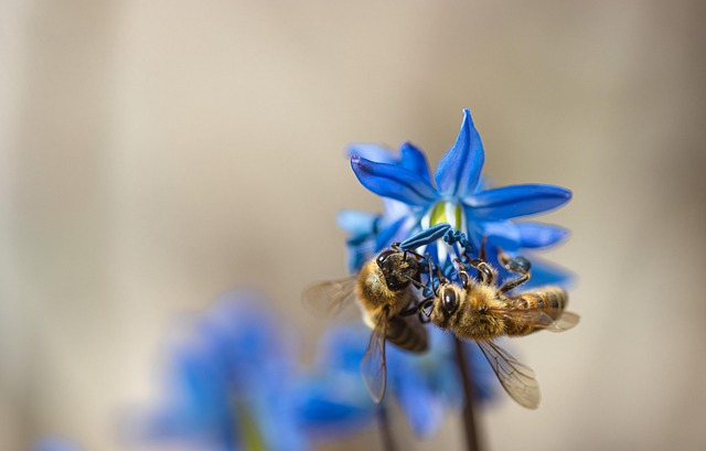 Honey Bees Insect - Free photo on Pixabay - Pixabay