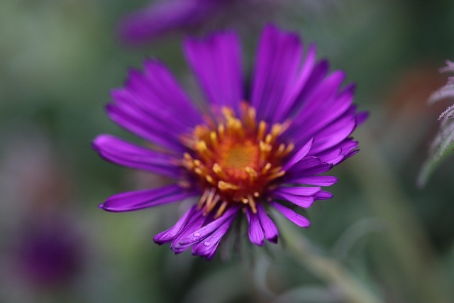 Free Flower Nature photo and picture