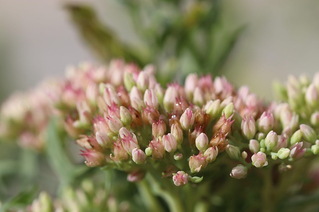 Free Flower Nature photo and picture