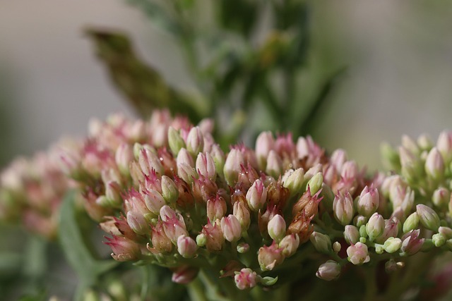 Free Flower Nature photo and picture