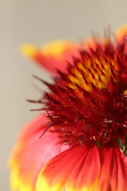 Free Flower Nature photo and picture