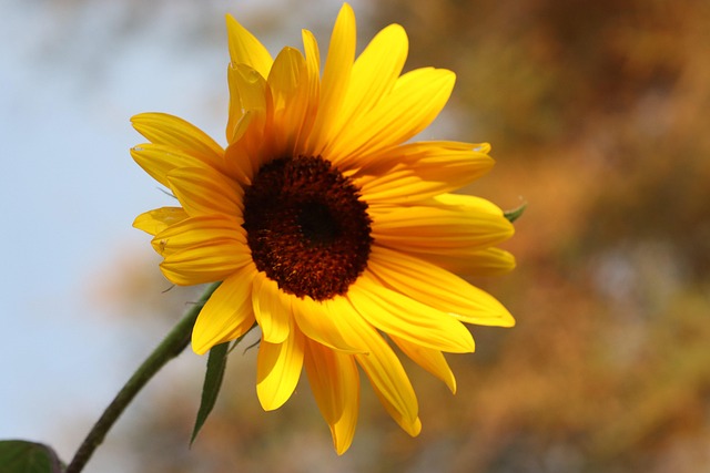 Free Sunflower Flower photo and picture