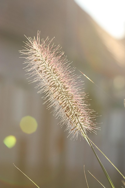 Free Grass Nature photo and picture