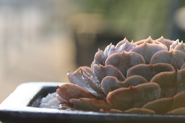 Free Succulent Nature photo and picture