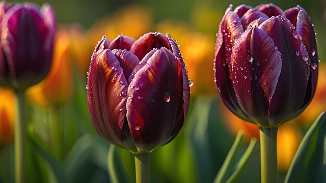 Ai Genereret, Tulipaner, Blomster