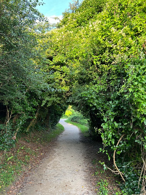 Bue, Naturlig, Natur, Cornwall, Padstow