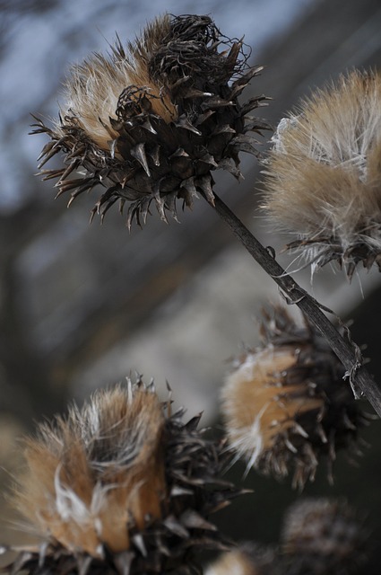 Kardon, Stikkende Artiskok, Blomst