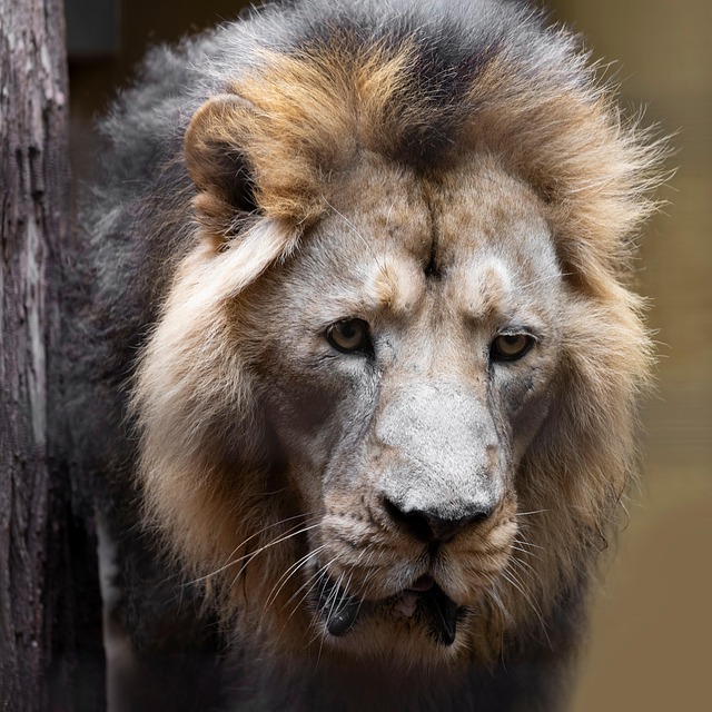 Free Lion Big Cat photo and picture