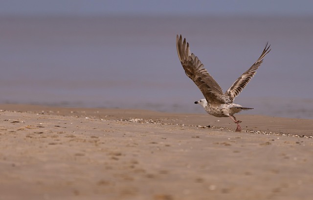 Möwe, Strand, Vogel, Tier, Federn