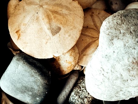 Free Shells Stones photo and picture