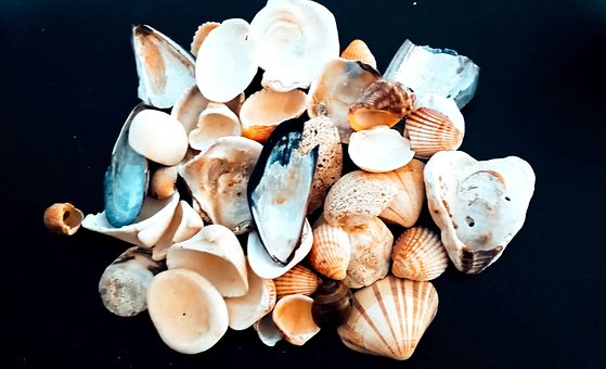 Free Shells Snail photo and picture