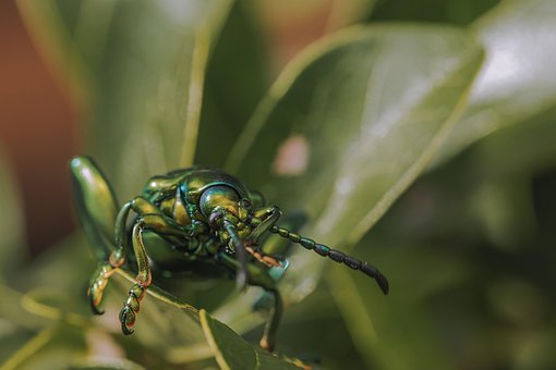 Free Cicada Dipteran photo and picture