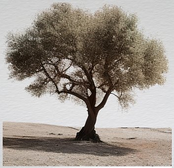 Árbol, Sombra, Naturaleza