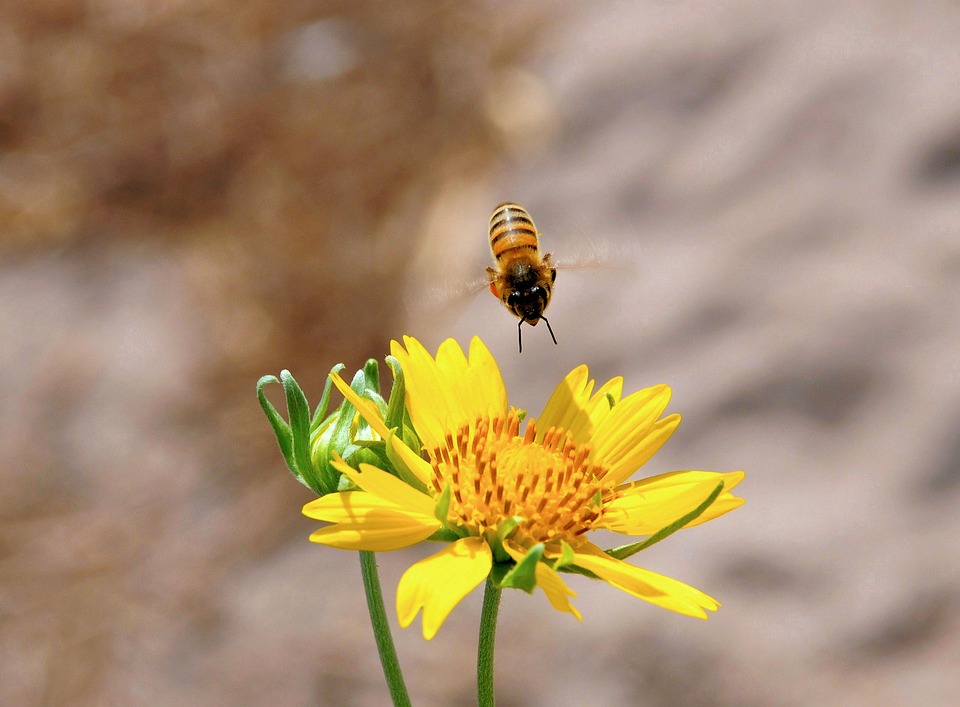 Inect Pollination Bee Insect Pollination - Free photo on Pixabay