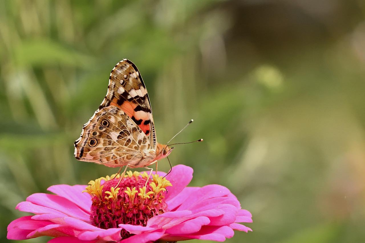 Butterfly Distelfalter Vanessa - Free photo on Pixabay - Pixabay