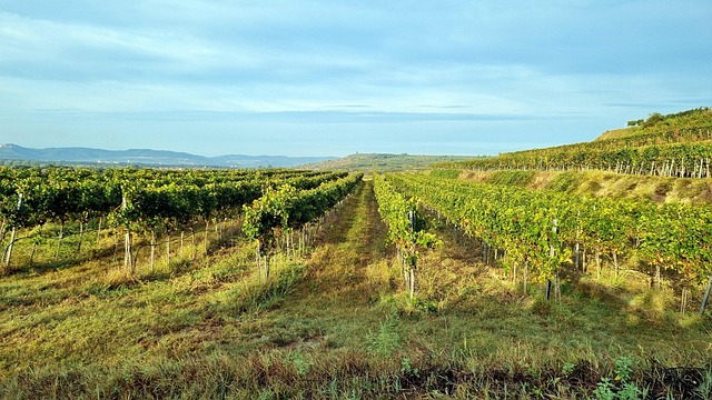 Wein, Weinlese, Rebenstock, Weinberg
