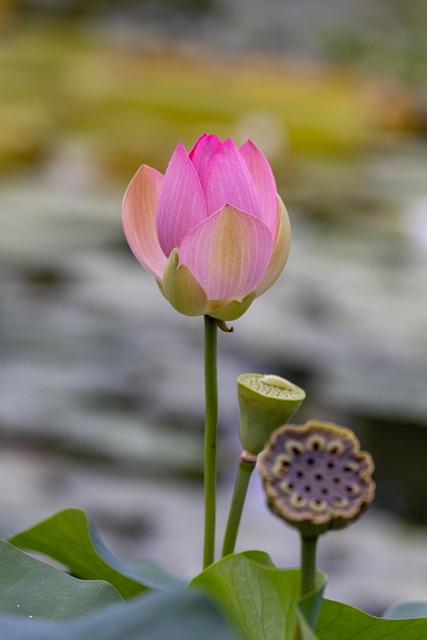Lotus, Blomst, Blomstre, Kronblade