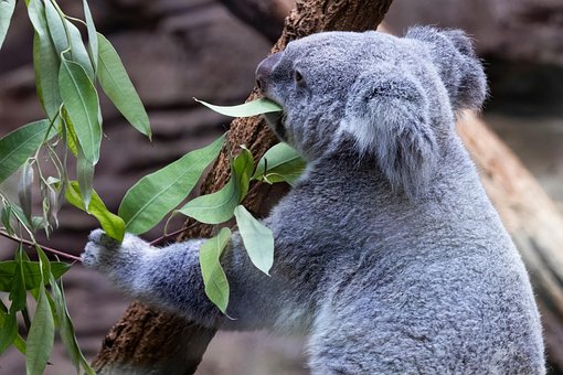 Koala, Pungdyr, Eukalyptus, Yndig, Sød