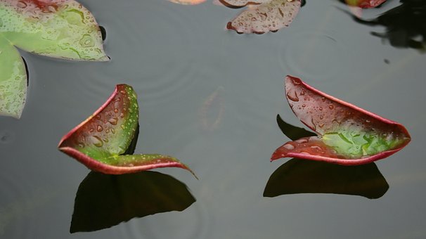 Blad, Efterår, Lotus, Vand, Hjerte