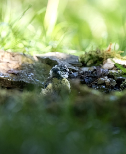 Wasser, Natur, Emotionen, Vogel, Tit