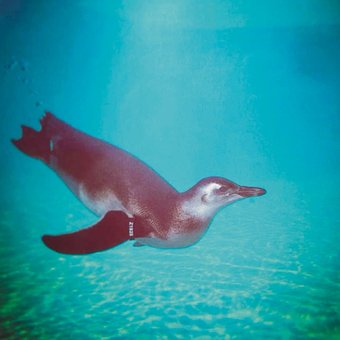 Free Penguin Zoo photo and picture