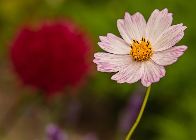 Free Flower Petals photo and picture