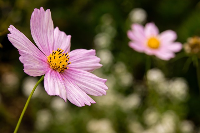 Free Flower Petals photo and picture