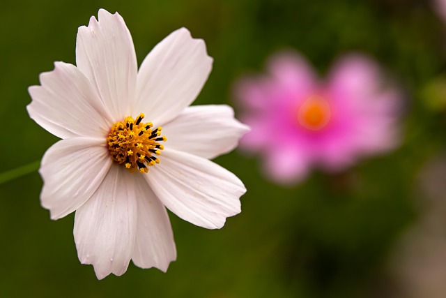 Free Flower White Flower photo and picture