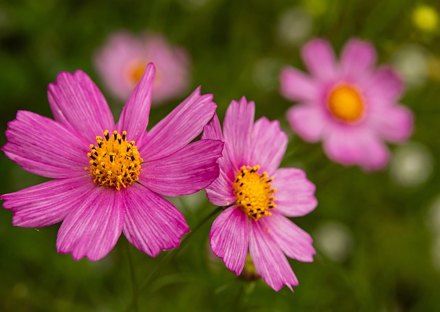 Free Flowers Pink photo and picture