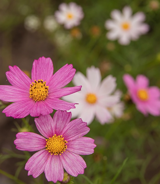 Free Flowers Pink Flowers photo and picture