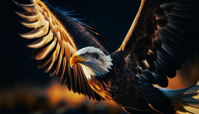 Free eagle bird nature illustration