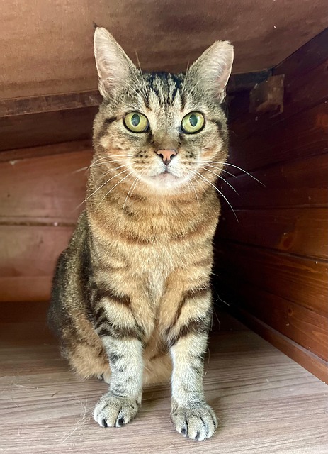 Free Cat Brindle photo and picture