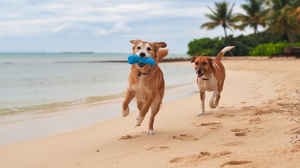 Free Animals Dogs illustration and picture