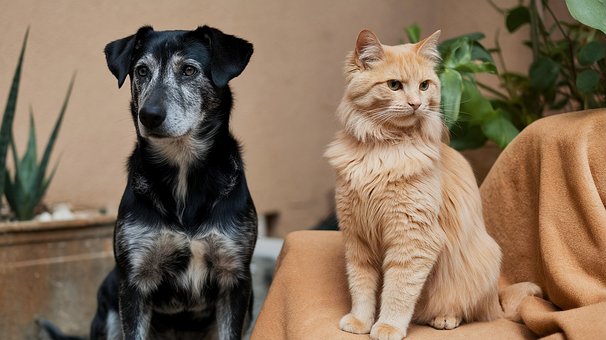Free Animal Bathroom Accessories illustration and picture