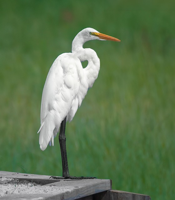 Vogel, Natur, Reiher, Vogelkunde, Flügel