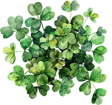 Free Clover Plant illustration and picture