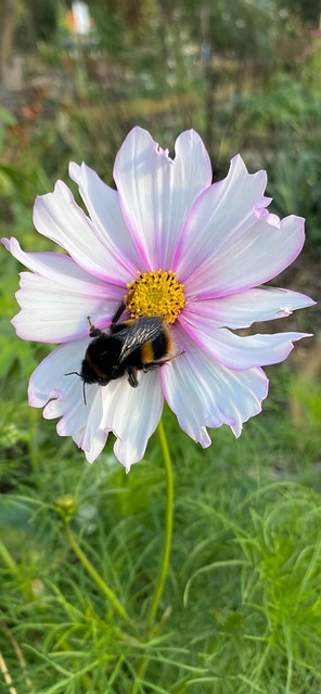 Free Bee Insect photo and picture