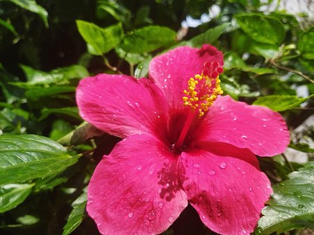 Free Hibiscus Flower photo and picture