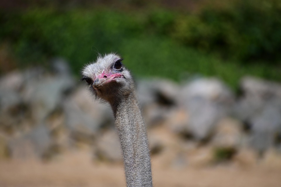 Ostrich Bird Avian - Free photo on Pixabay - Pixabay