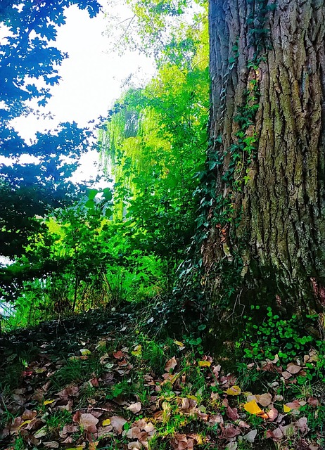 Free Nature Autumn photo and picture