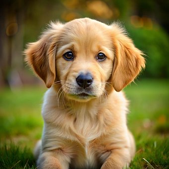 Free Dog Animal illustration and picture