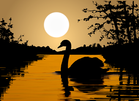 Cisne, Lago, Atardecer, Silueta