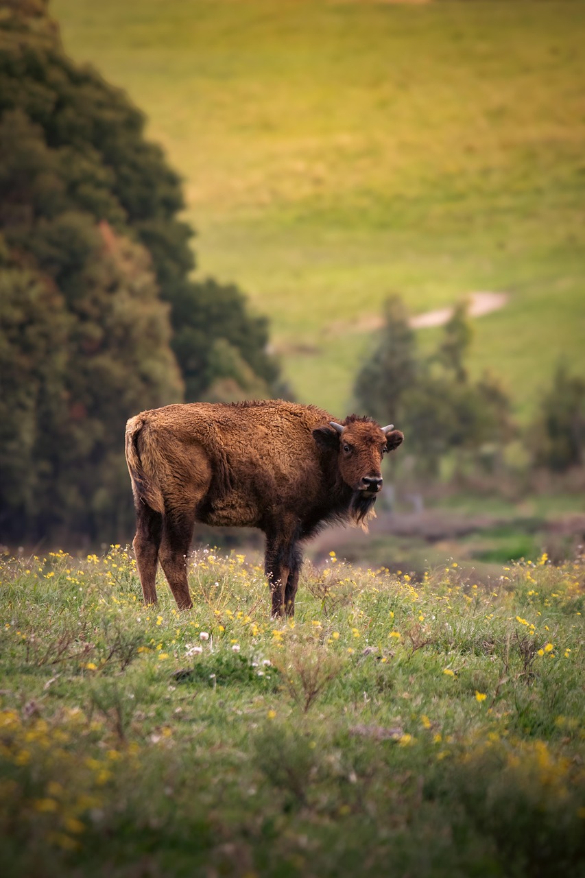 Bison Animal Mammal - Free photo on Pixabay - Pixabay