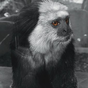 Free White-Headed Marmoset Monkey photo and picture